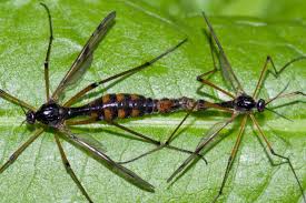 Attēlu rezultāti vaicājumam “Ptychoptera sp.”