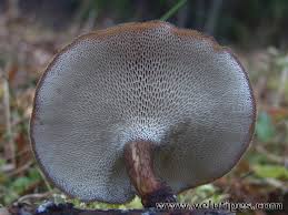 Attēlu rezultāti vaicājumam “Polyporus brumalis”