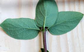 Attēlu rezultāti vaicājumam “Lonicera tatarica leaf”