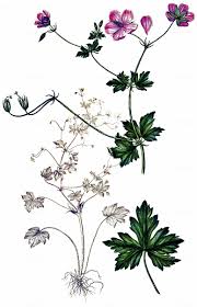 Attēlu rezultāti vaicājumam “Geranium palustre”