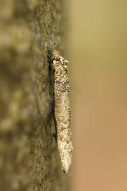 Attēlu rezultāti vaicājumam “Taleporia tubulosa”