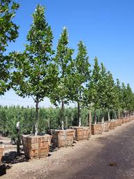 Attēlu rezultāti vaicājumam “Platanus x hispanica (syn. Platanus x acerifolia)”