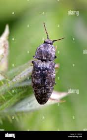 Attēlu rezultāti vaicājumam “Agrypnus murinus”