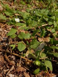 Attēlu rezultāti vaicājumam “Veronica agrestis leaf”