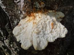 Attēlu rezultāti vaicājumam “Climacocystis borealis”