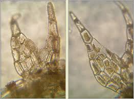 Attēlu rezultāti vaicājumam “Cephalozia bicuspidata”