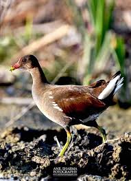Attēlu rezultāti vaicājumam “Gallinula chloropus juvenile”