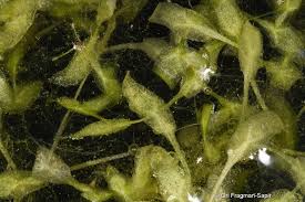 Attēlu rezultāti vaicājumam “Lemna trisulca”