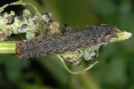 Attēlu rezultāti vaicājumam “Mamestra brassicae pupa”