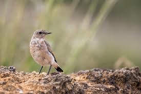 Attēlu rezultāti vaicājumam “Oenanthe oenanthe juvenile”