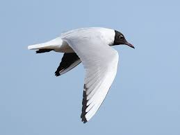 Image result for Chroicocephalus ridibundus