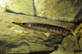 Image result for Lepisosteus osseus
