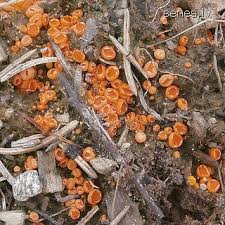 Attēlu rezultāti vaicājumam “Byssonectria fusispora”