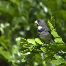 Attēlu rezultāti vaicājumam “Collaria sp.”