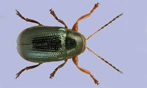 Attēlu rezultāti vaicājumam “Cryptocephalus pusillus”