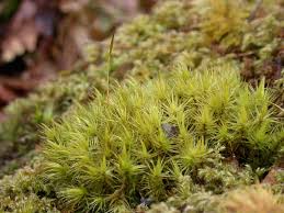 Attēlu rezultāti vaicājumam “| Dicranum”