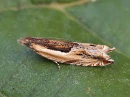 Attēlu rezultāti vaicājumam “Ancylis apicella”