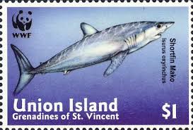 Image result for Isurus oxyrinchus