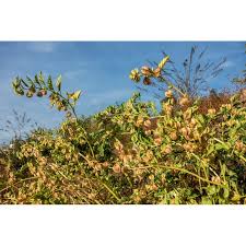 Attēlu rezultāti vaicājumam “Nicandra physalodes fruit”