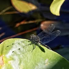 Attēlu rezultāti vaicājumam “Leucorrhinia”