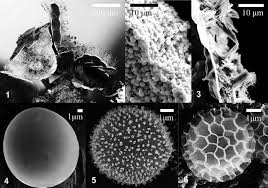 Attēlu rezultāti vaicājumam “Siphoptychium violaceum spores”