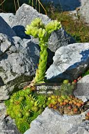 Attēlu rezultāti vaicājumam “Jovibarba globifera flower”