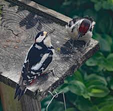 Attēlu rezultāti vaicājumam “Dendrocopos major male”