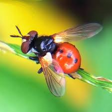 Attēlu rezultāti vaicājumam “Gymnosoma sp.”