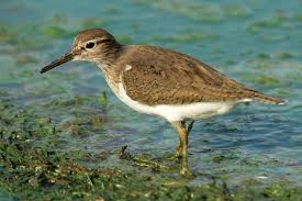 Attēlu rezultāti vaicājumam “Actitis hypoleucos”