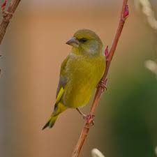 Attēlu rezultāti vaicājumam “Chloris chloris male”