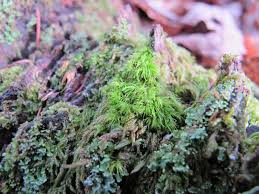 Attēlu rezultāti vaicājumam “Dicranum montanum sporophyte”