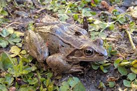 Attēlu rezultāti vaicājumam “Rana temporaria”