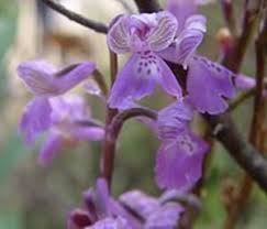 Attēlu rezultāti vaicājumam “Orchis morio”