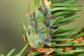 Attēlu rezultāti vaicājumam “Adelges laricis”