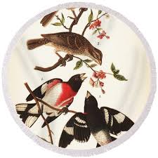 Image result for Pheucticus ludovicianus