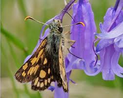 Attēlu rezultāti vaicājumam “Carterocephalus palaemon underside”