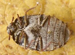 Attēlu rezultāti vaicājumam “Anthrenus museorum”