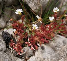 Attēlu rezultāti vaicājumam “Saxifraga tridactylites flower”