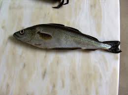 Image result for Merlangius merlangus