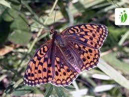 Attēlu rezultāti vaicājumam “Argynnis niobe underside”
