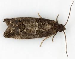 Attēlu rezultāti vaicājumam “Spilonota ocellana”