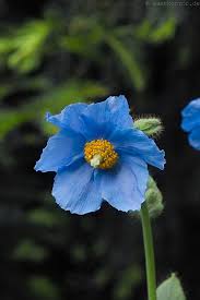 Image result for Scheinmohn