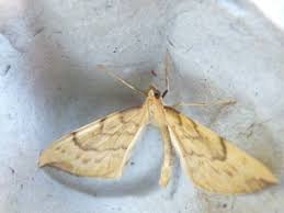 Attēlu rezultāti vaicājumam “Eulithis pyraliata”