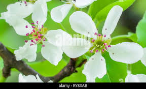 Attēlu rezultāti vaicājumam “Pyrus communis flower”