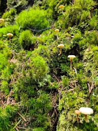 Attēlu rezultāti vaicājumam “Lichenomphalia umbellifera”