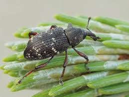 Attēlu rezultāti vaicājumam “Hylobius pinastri”