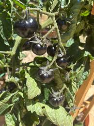 Afbeeldingsresultaat voor dark purple beefsteak tomato