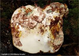 Attēlu rezultāti vaicājumam “Sporophagomyces chrysostomus”