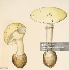 Attēlu rezultāti vaicājumam “Amanita citrina”