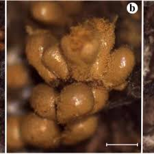 Attēlu rezultāti vaicājumam “Arcyria affinis young”